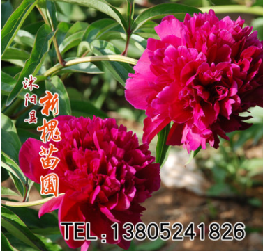 批發康乃馨種子 麝香石竹 盆栽花卉種子四季開花氣味芳香母親之花