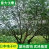 基地苗木果樹供應叢生香泡 柚子樹全冠香泡樹
