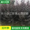大量供應(yīng)紅葉李苗木樹苗 工程苗綠化苗木紅葉李花苗