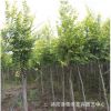 優(yōu)質(zhì)金葉榆樹苗批發(fā) 金葉榆樹行道樹 耐寒耐旱庭院綠化苗木規(guī)格全