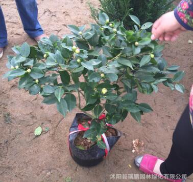 茶花盆栽直銷 凈化空氣 四季茶花 當(dāng)年開花 庭院室內(nèi)觀賞茶花樹