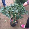 茶花盆栽直銷 凈化空氣 四季茶花 當年開花 庭院室內觀賞茶花樹
