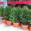 直銷高檔室內盆栽 紅豆杉盆栽 辦公室防輻射紅豆杉 吸收甲醛
