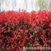 紅葉石楠樹苗