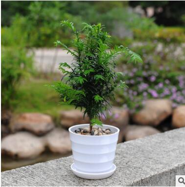 綠色植物紅豆杉防輻射盆景辦公室內(nèi)小盆栽黑金剛土培水養(yǎng)觀葉花卉