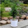 綠色植物紅豆杉防輻射盆景辦公室內小盆栽黑金剛土培水養觀葉花卉