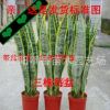 批發 虎尾蘭 虎皮蘭盆栽 盆景多肉植物盆栽