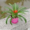 辦公室內綠色植物長壽花 栽鴻運當頭觀葉花卉鳳梨土培水養小盆栽