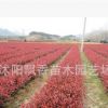 紅葉石楠小苗 紅葉石楠球 紅葉石楠樹 羅賓斯