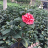克瑞墨大牡丹 精品進口茶花 芳香型茶花 紅香茶 16杯20冠帶花苞