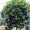 沐春花卉-供應1.6-2米高盆栽茶花，大規格茶花4-5公cm五色赤丹