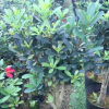 沐春杜鵑茶--基地直銷嫁接四季杜鵑茶 5cm砧木，100高，50冠 精品