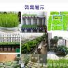 批發(fā) 四季油菜種子 有機綠色蔬菜種子 陽臺菜園種植盆栽 100粒/袋