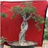 創(chuàng)業(yè)家居植物盆景 陽(yáng)臺(tái)庭院石榴樹(shù)樁 基地直銷果樹(shù)苗圃盆栽批發(fā)