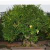 室內(nèi)大葉植物綠植 室內(nèi)桌面盆栽 石榴樹樁盆栽 中小型盆栽批發(fā)