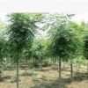 基地供應綠化苗木批發 欒樹苗 欒樹4-6cm 規格全 北欒 欒樹