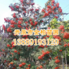 苗圃批發(fā)精品 水榆花楸 百花花楸6-8公分 綠化觀賞植物 花楸小苗