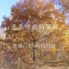 專業(yè)供應(yīng)東北蒙古櫟 柞樹 遼東櫟12-30公分 蒙古櫟報價 全國配送