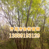 長(zhǎng)期供應(yīng)精品五角楓 叢生五角楓 樹形優(yōu)美 風(fēng)景行道樹 規(guī)格齊全