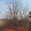 供應(yīng)優(yōu)質(zhì)杜梨 山梨 叢生杜梨 單株杜梨8-20公分 東北杜梨價(jià)格