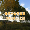 大量供應(yīng)水曲柳 大葉梣 東北梣8-30公分 園林風(fēng)景行道樹 水曲柳苗