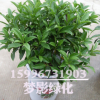 批發室內桌面盆栽植物 茉莉花盆栽 非洲茉莉花 觀賞植物凈化空氣