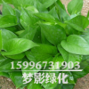 綠蘿盆栽 室內桌面綠植花卉 凈化空氣 綠蘿水培觀葉綠植綠蘿批發