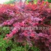 春季熱銷紅楓樹苗3 4 5 6公分 規格齊全紅楓綠化苗