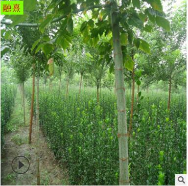 大量供應(yīng)北海道黃楊 觀賞綠化工程首選 黃楊綠籬 1.5米北海道黃楊