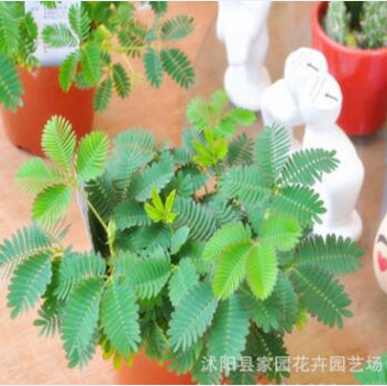 四季香菜種子 盆栽蔬菜種子 陽(yáng)臺(tái)種菜 芫荽種子
