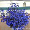 藍花亞麻 六倍利種子 垂吊半邊蓮 翠蝶花 盆栽花卉花草種子