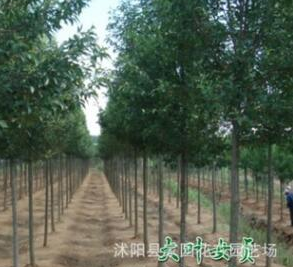 直銷(xiāo)高桿貞苗 大葉女貞小苗 四季常綠行道樹(shù) 綠化苗木