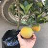 嫁接一年江南臍橙苗庭院盆栽植物果樹苗 橙子苗當年結果橙子樹苗