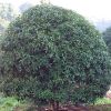 湖南苗圃供應精品高桿八月桂 精品高桿八月桂批發 花期長
