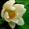 苗圃供應精品荷花 湖南源頭貨源多色荷花苗批發