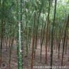 基地批發國槐綠化苗木 國槐樹苗 國槐小苗 行道環境苗 規格齊全