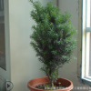 正宗南方紅豆彬樹苗室內室外小盆景綠植物讓大家感受大自然包郵