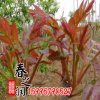 批發紅油香椿苗基地 出售紅油香椿樹苗 大棚香椿樹苗 規格齊全