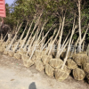 咸寧桂花樹八月桂金桂丹桂批發地徑2-10公分帶土球