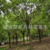 苗圃直銷行道樹香樟苗 樸樹 欒樹 櫻花等各種規格綠化