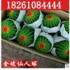 大量批發(fā) 仙人多肉植物 金虎仙人球金冠金琥防輻射桌面盆栽不含盆