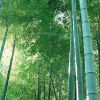 出售金鑲玉竹 清水淡竹 青竹苗 凈化空氣 量大價格優(yōu)惠