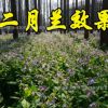 二月蘭種子耐寒耐蔭春季播種花卉園藝綠化景觀花種子公斤