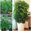 室內(nèi)客廳庭院大型盆栽鴨腳木八方來財(cái) 鵝掌柴觀葉植物招財(cái)樹