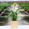 花香緣盆栽植物 白掌 一帆風(fēng)順 吸甲醛防輻射 花卉綠植
