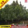 北京基地白蠟樹10公分綠化工程用白臘樹優(yōu)質(zhì)白蠟苗木速生白臘