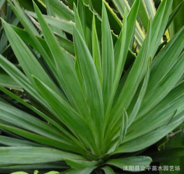 供應苗木鳳尾蘭 絲蘭 劍麻 水絲麻和批發均可銷售 量大優惠