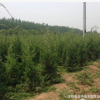 基地大量熱銷優(yōu)質(zhì) 刺柏 塔柏 北京檜小苗 綠化工程苗木批發(fā)