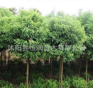 基地批發(fā)香樟樹苗 香樟小苗 小葉香樟苗 香樟四季常青
