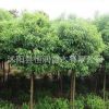 基地批發香樟樹苗 香樟小苗 小葉香樟苗 香樟四季常青